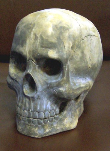 Z607 Skull Large 7 in.JPG