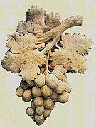 F605 Grapes (large) 17x13 in..jpg