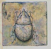 N108 Eastern Hercules Beetle 7x7 in..jpg