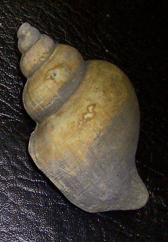 A140 Sea Shell 7 in.JPG