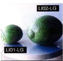 Y5061 LImes.JPG