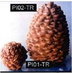 Y5071 Pinecones.JPG