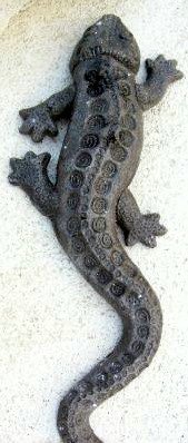 M19 Wall Lizard 10x4x1 in thick.JPG