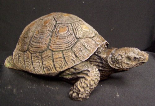 M066 Tortoise 8x5.5  in..JPG