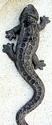 M019 Wall Lizard 10x4x1 in thick.JPG