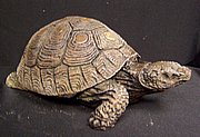 M066 Tortoise 8x5.5  in..JPG